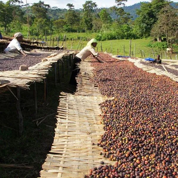Mokanesa Bulga Fully Washed Lot #1, West Arsi
